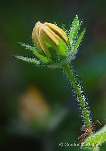 Bug Below A Budding Flower_25705.jpg - Photographed along the Rideau Canal Waterway at Chaffeys Locks, Ontario, Canada.